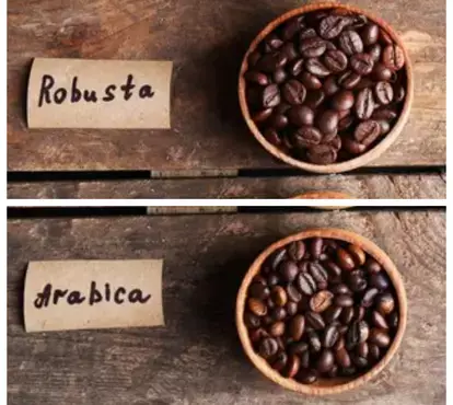 Robusta vs Arabica